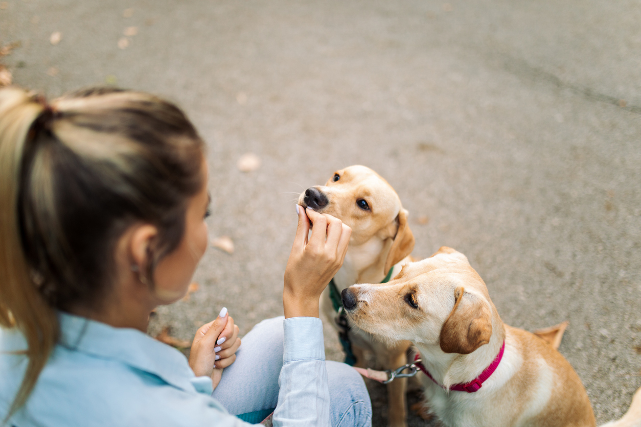 Dog Supplement Powder vs. Other Supplement Forms