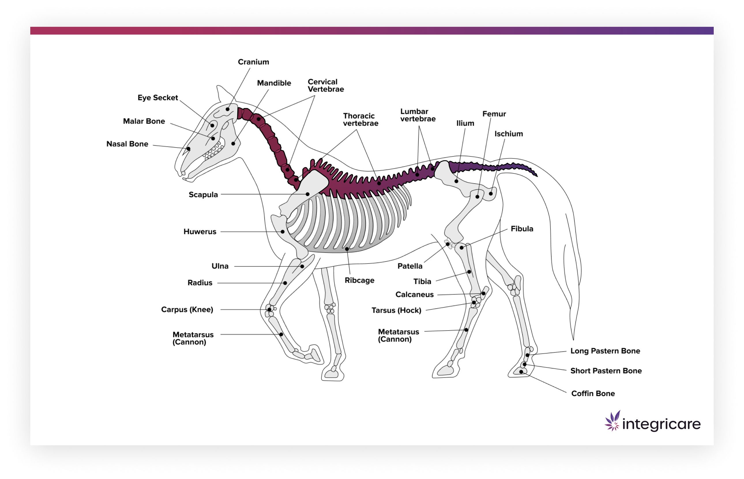 Pictures of Kissing Spine in Horses