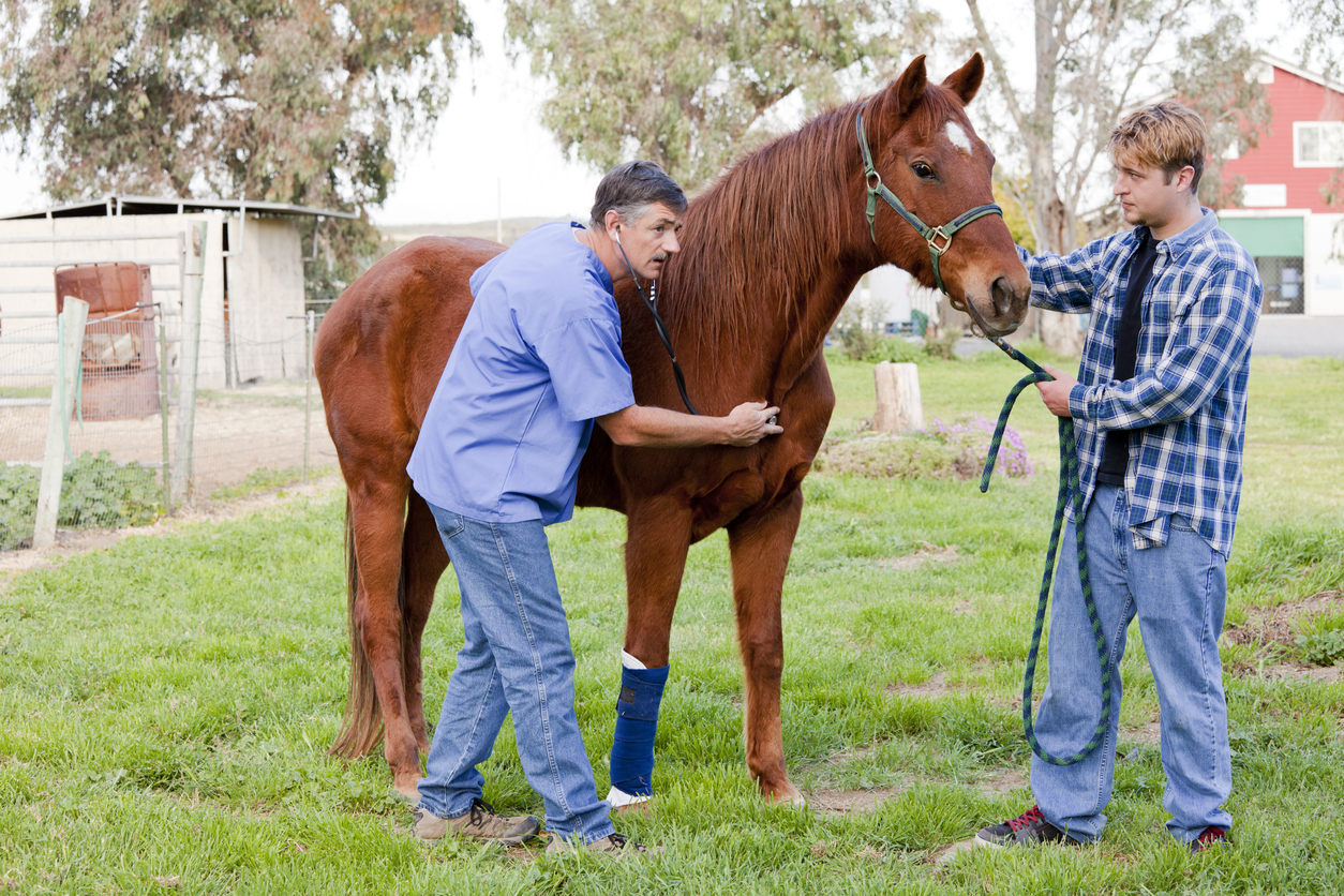 equine-vet-care