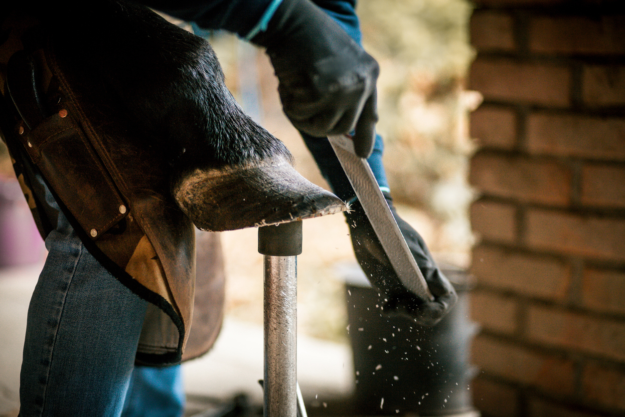 farrier_shoeing_a_horse