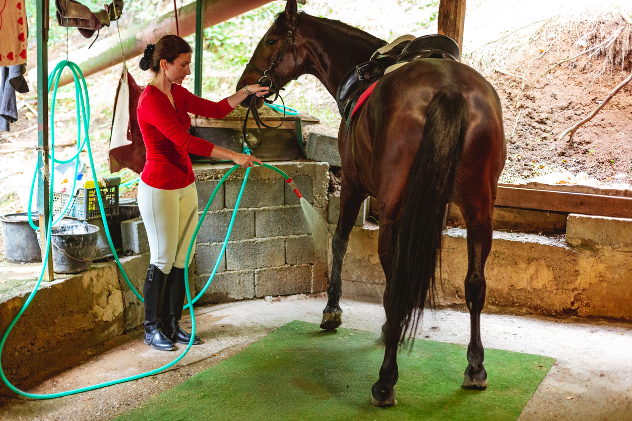 horse-self-care