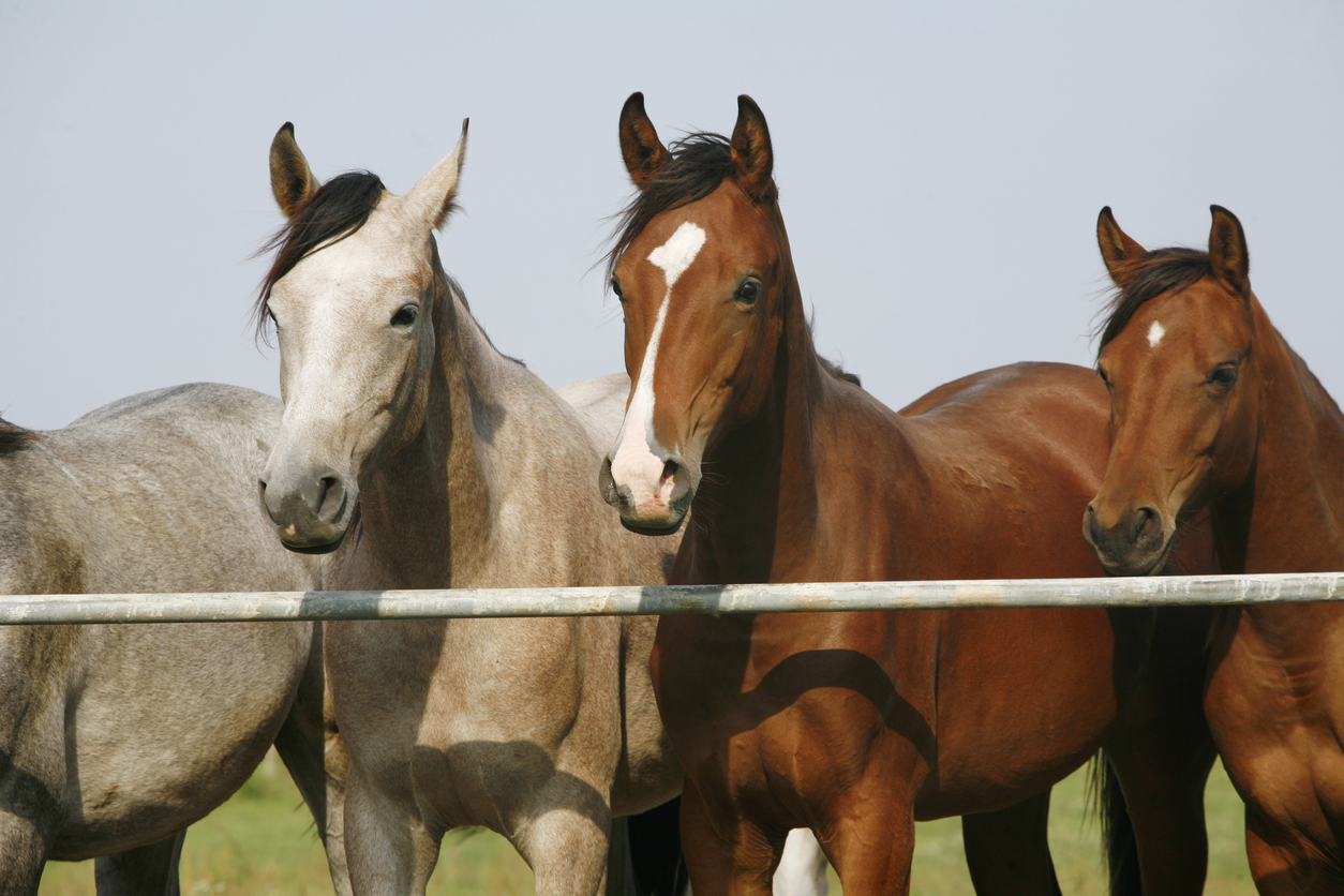 horse-socialization