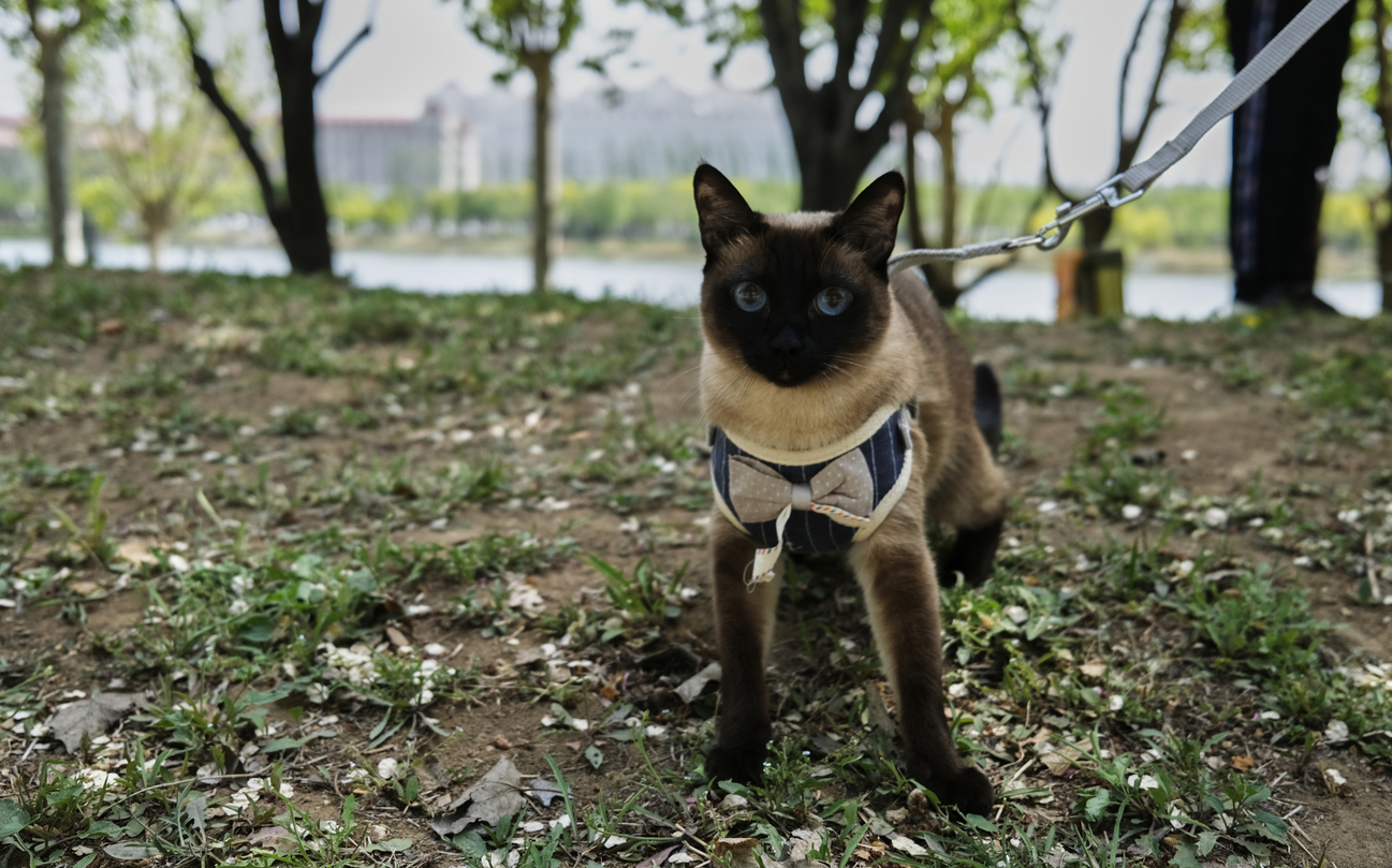 siamese cat weight management
