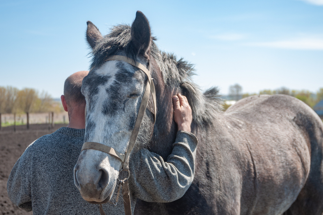 what-is-kissing-spine-in-horses
