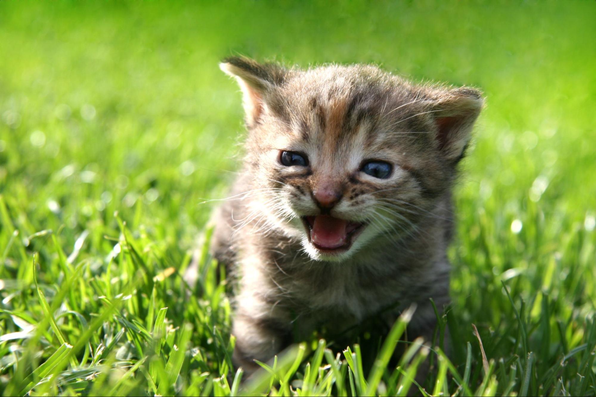 kitten-care-considerations