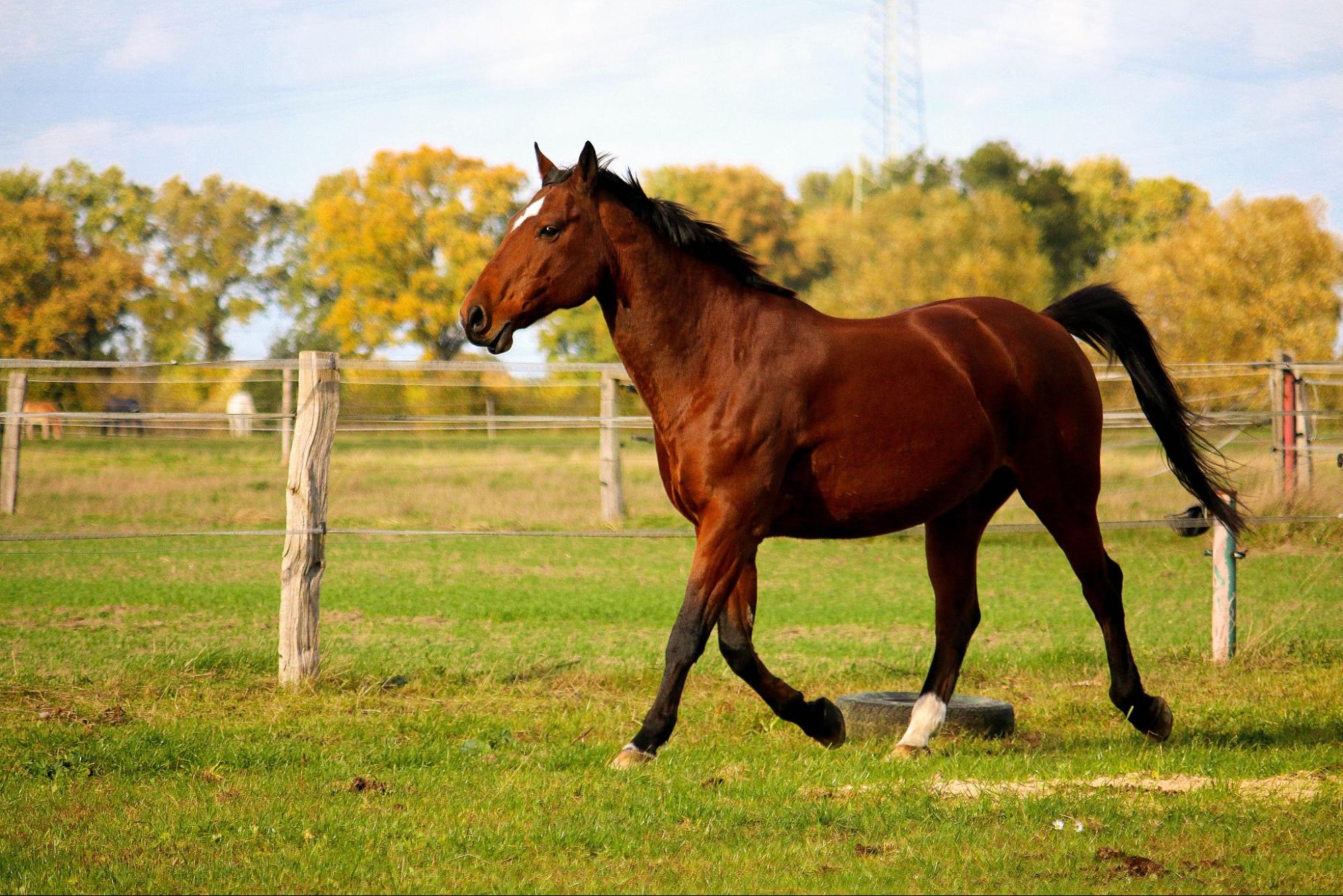 horse