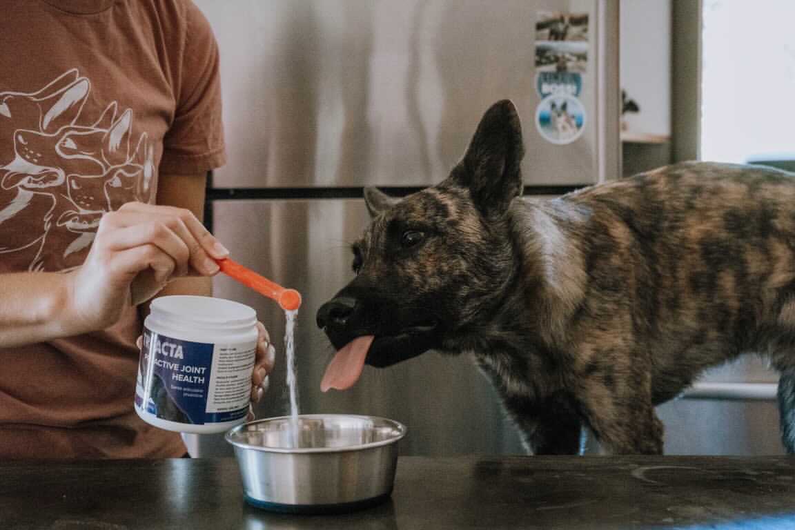 how-to-reduce-pet-health-issues