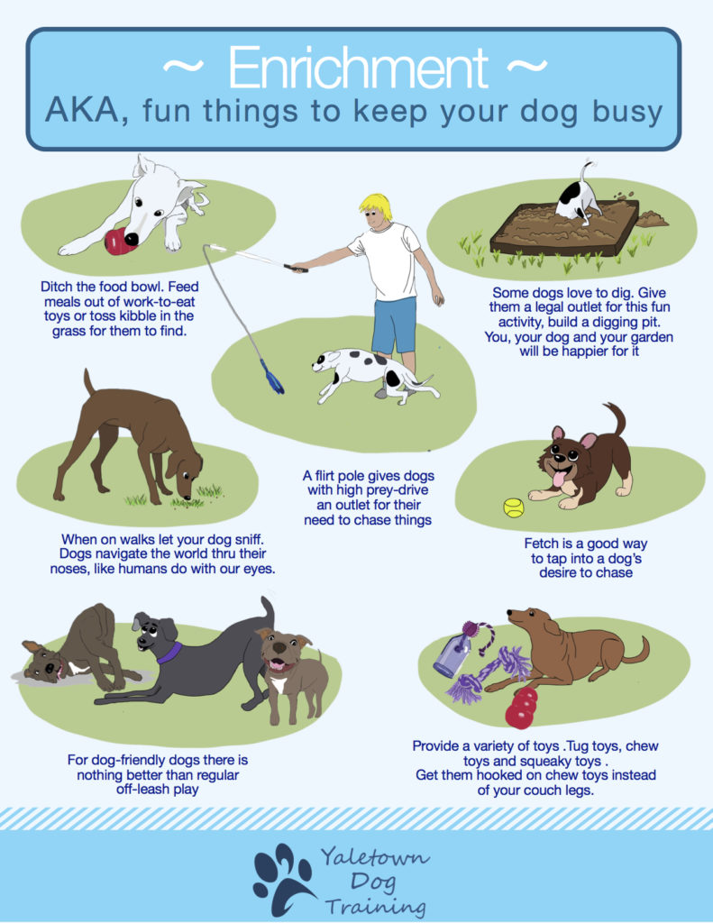 Enrichment-Ideas-for-dogs2-791x1024