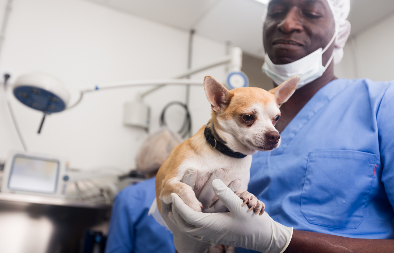 Types of Dog Neuter Surgery