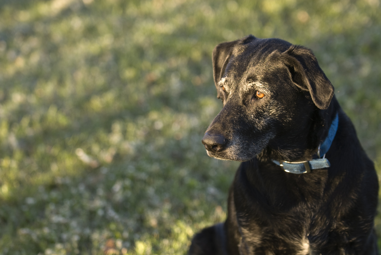 senior-dog