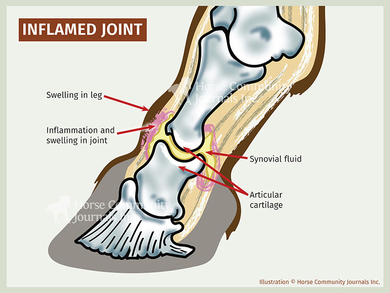 What are Horse Joint Injections?