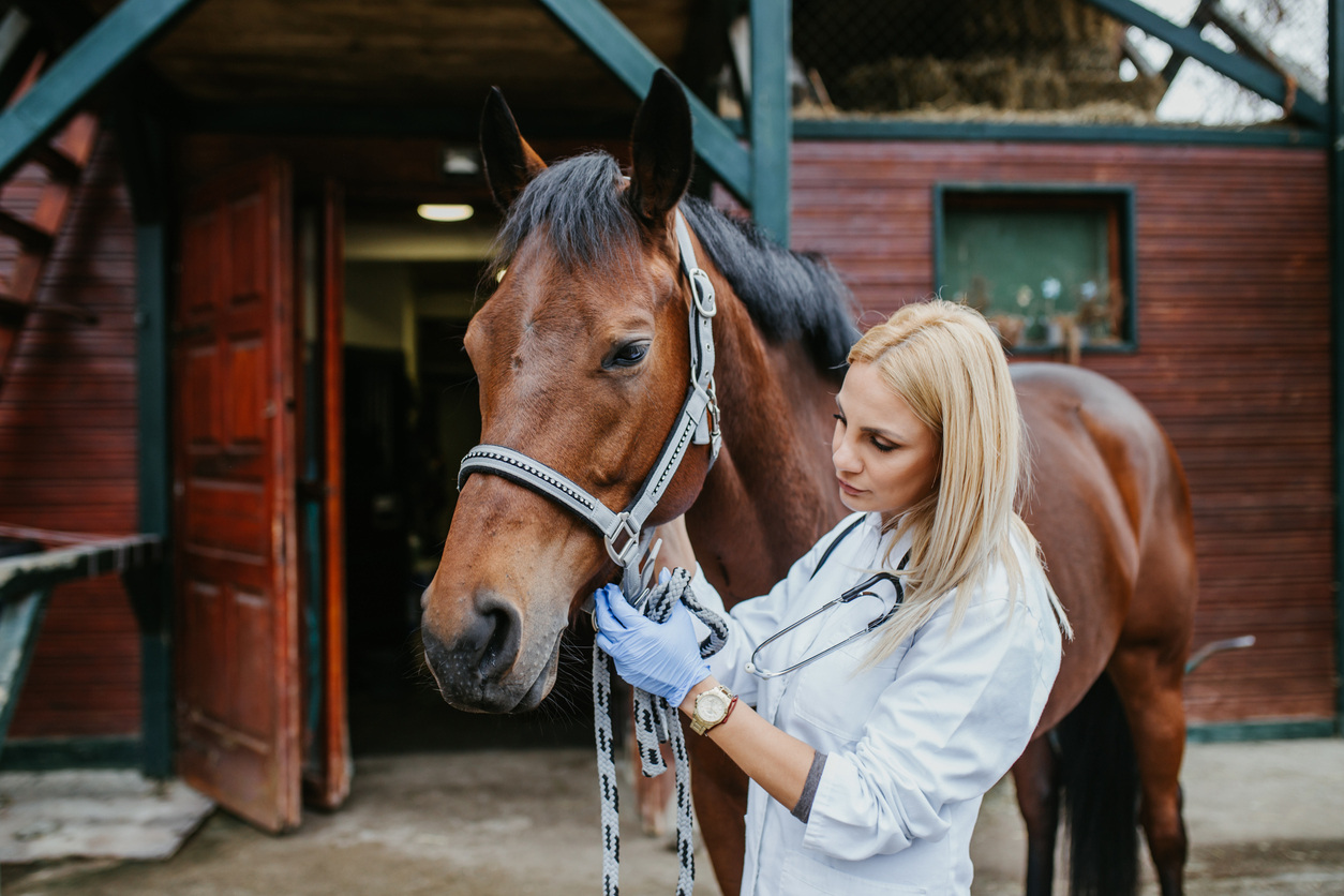 how-to-prevent-kissing-spine-in-horses