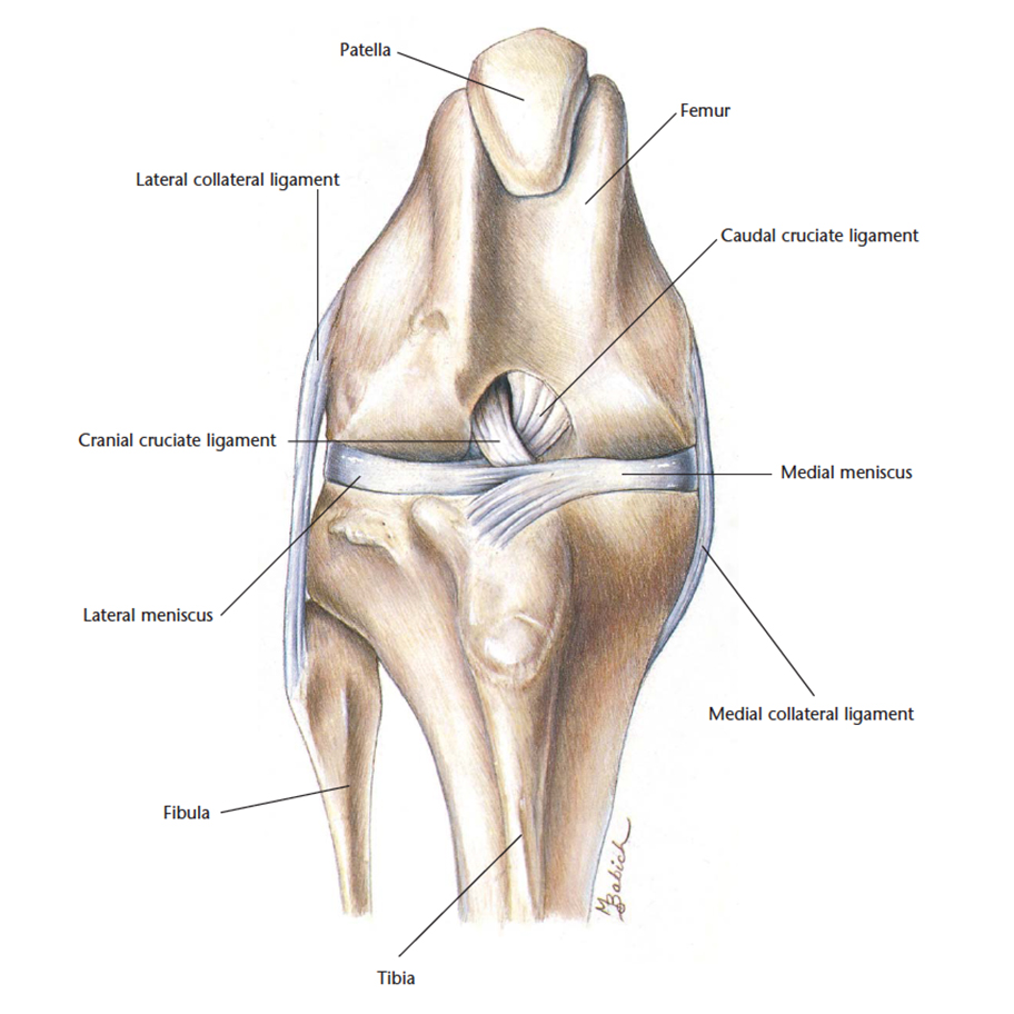 call a cat luxating patella