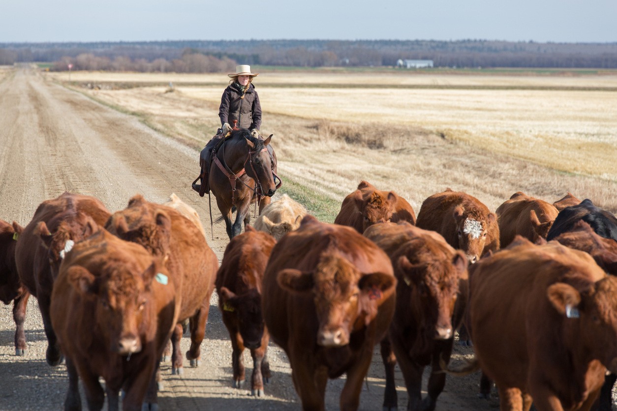 what-is-western-horse-riding.jpg