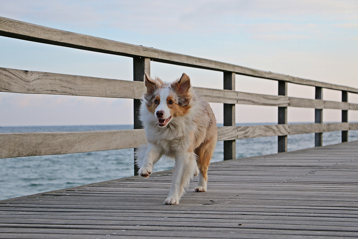 dog-joint-health