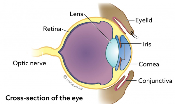 eye_basic_cross_section_2017-01scaler