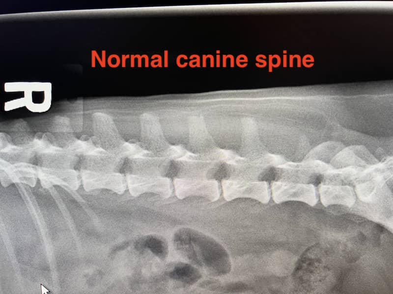 normal-canine-spine-1