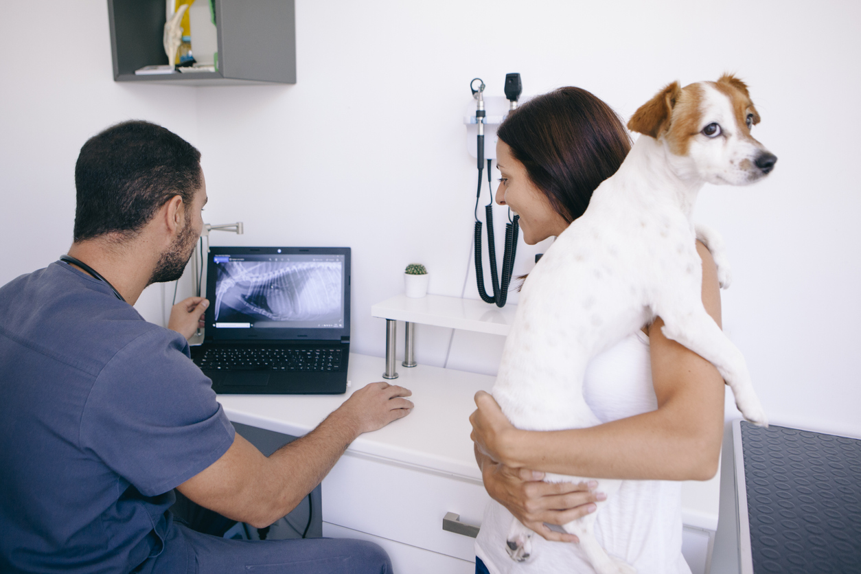 Dog ACL Tear Diagnosis