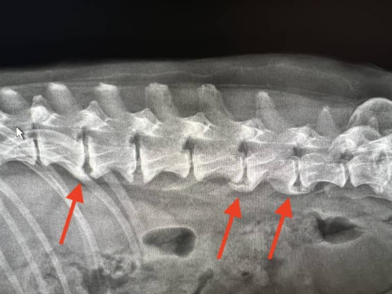 spondylosis-dogs-1