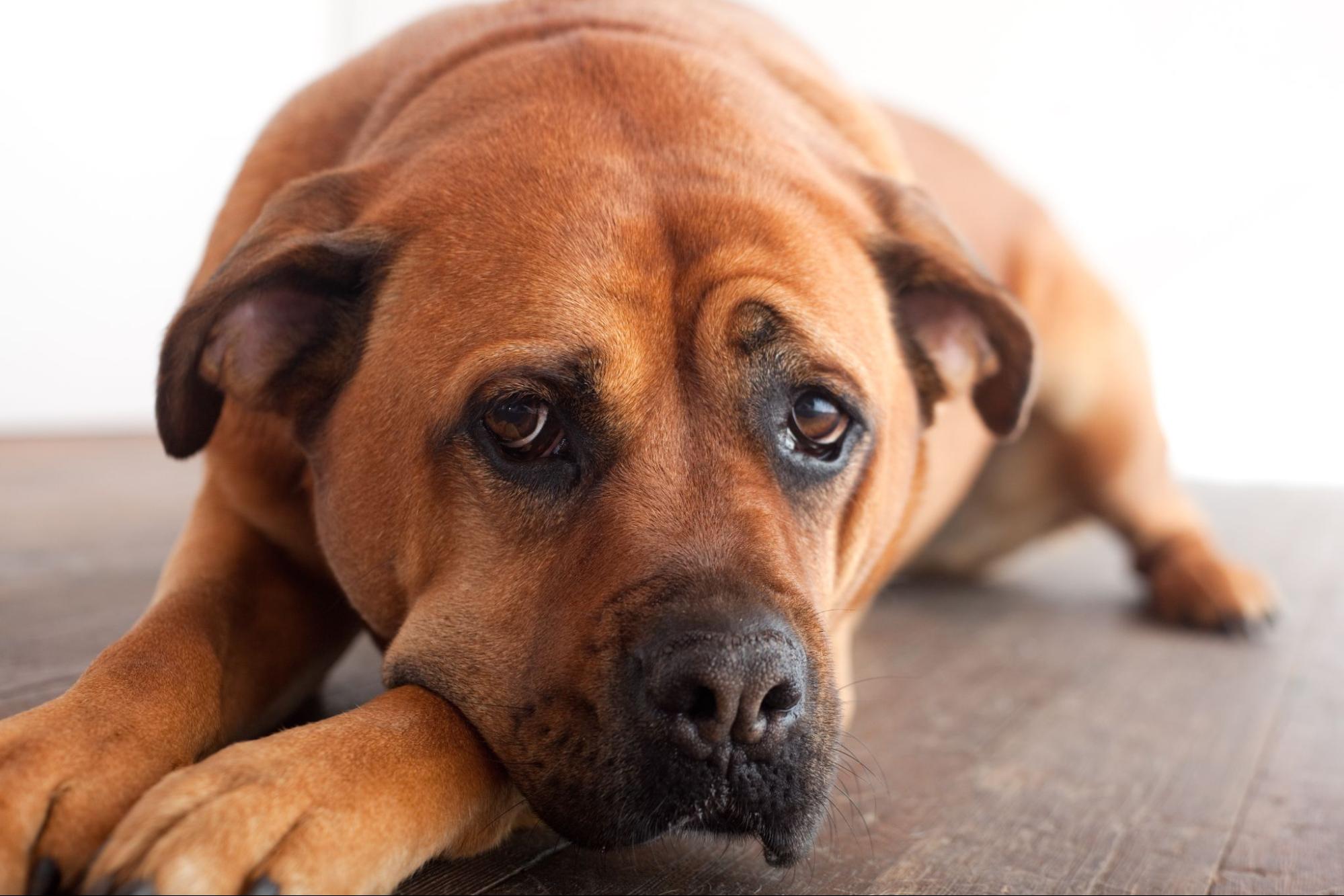 mental-signs-of-aging-dog