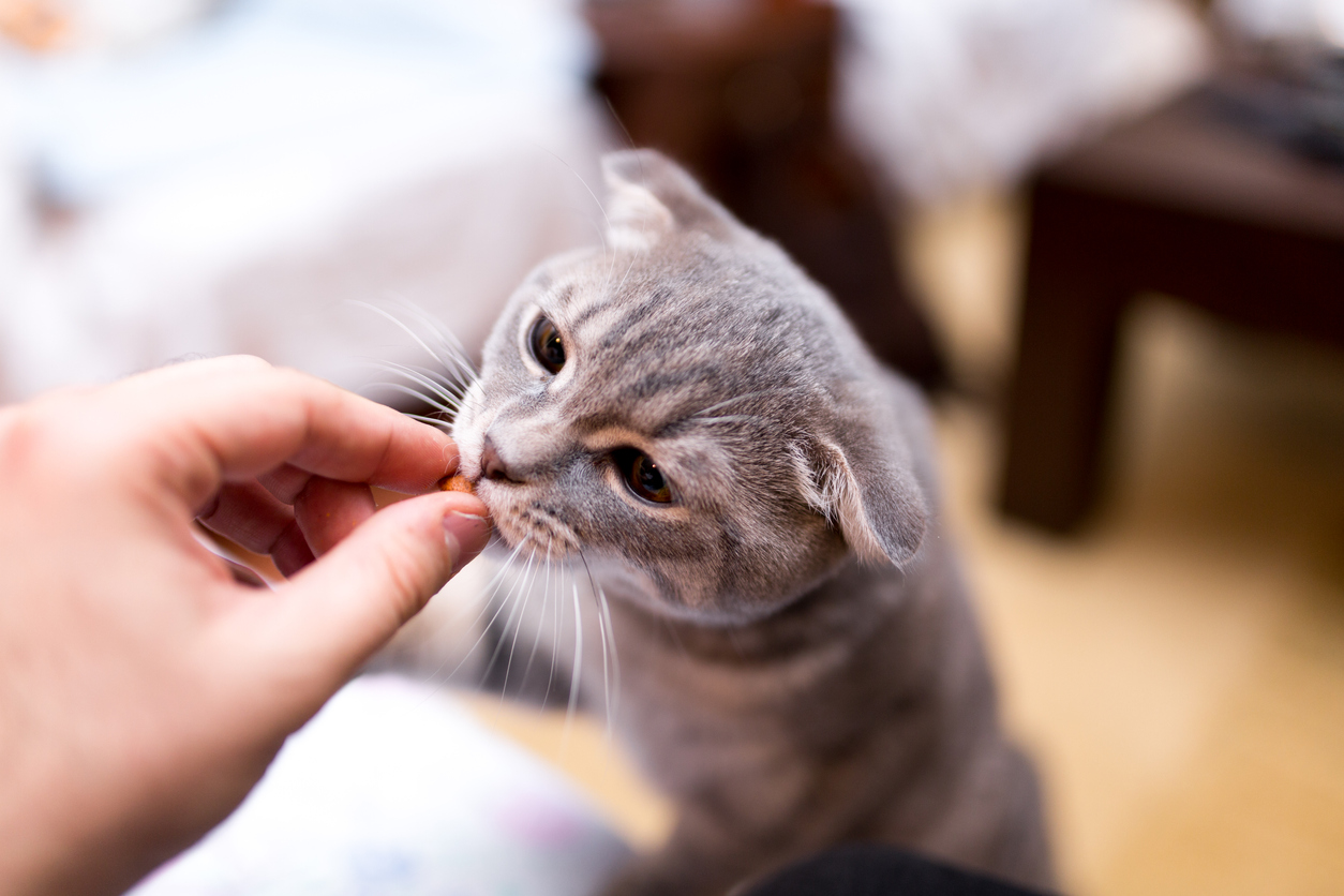 cat-vitamin