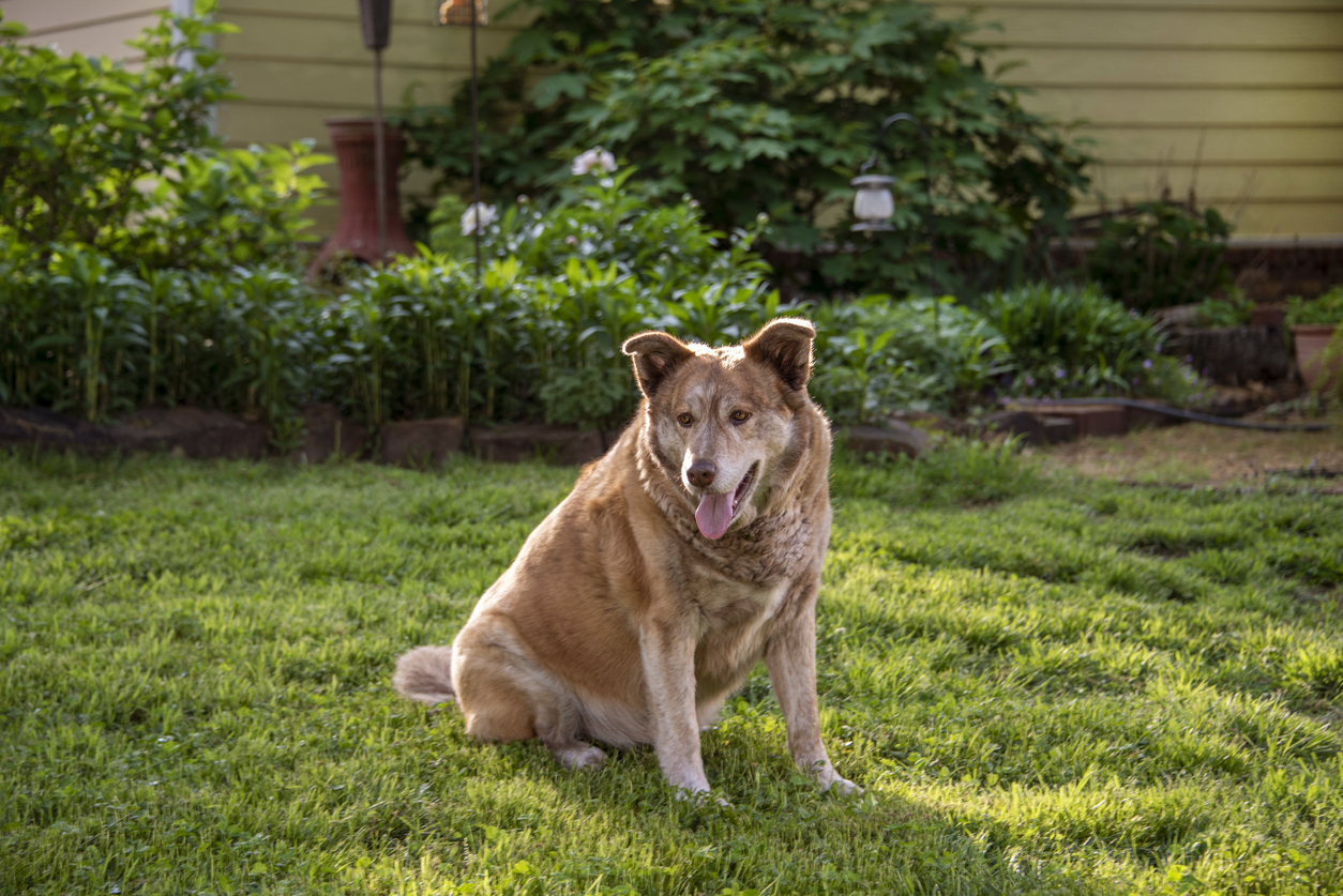 fat-dog-breeds