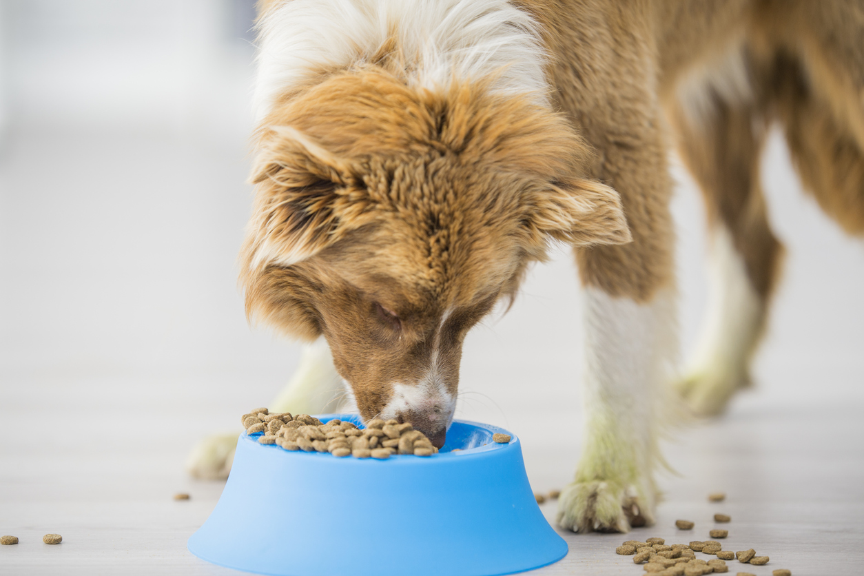 Types of Senior Dog Food 