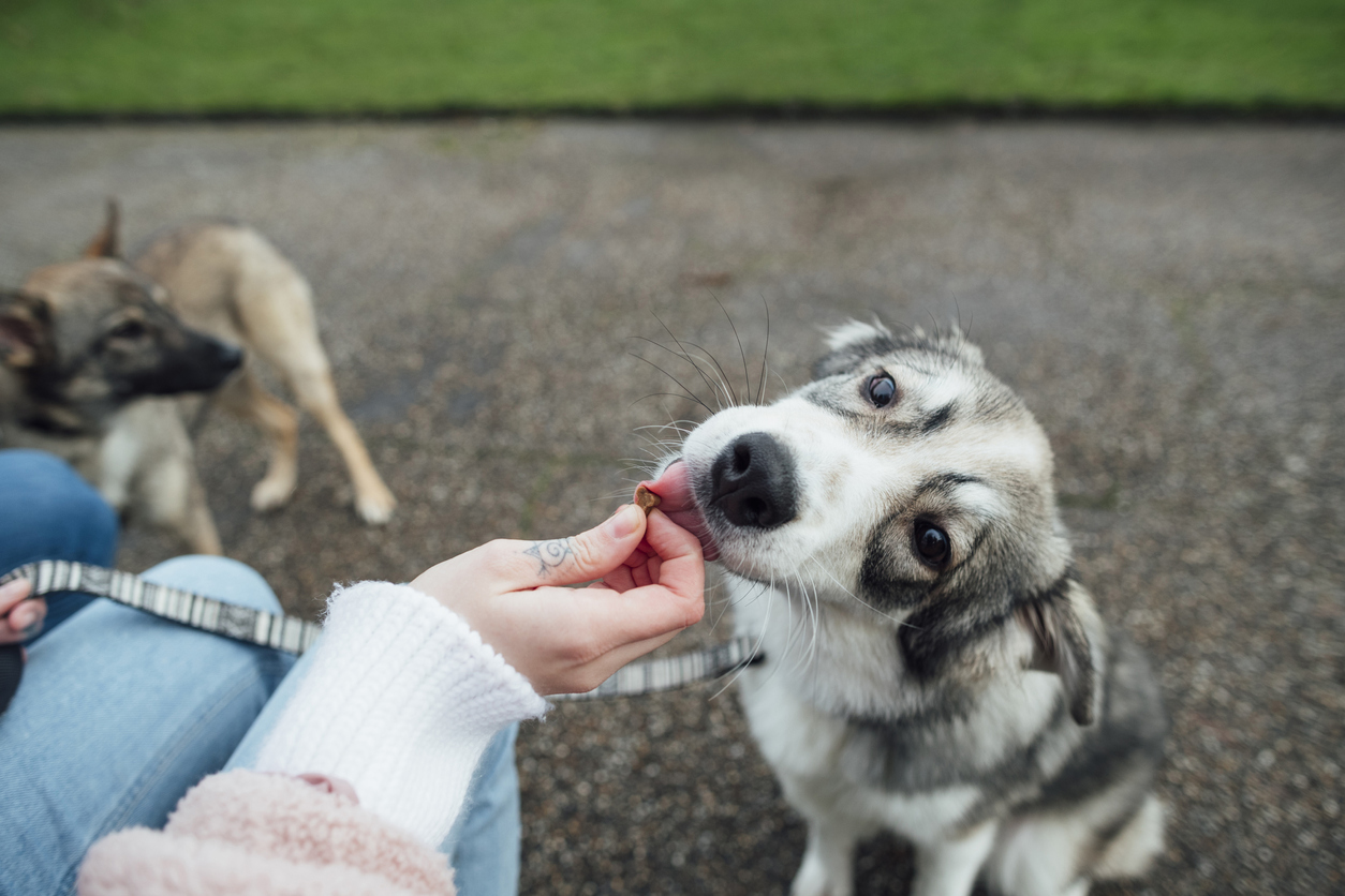 Benefits of Natural Dog Food