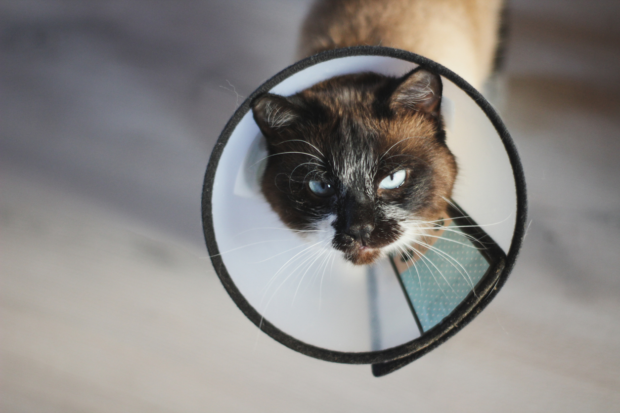 common siamese cat health concerns
