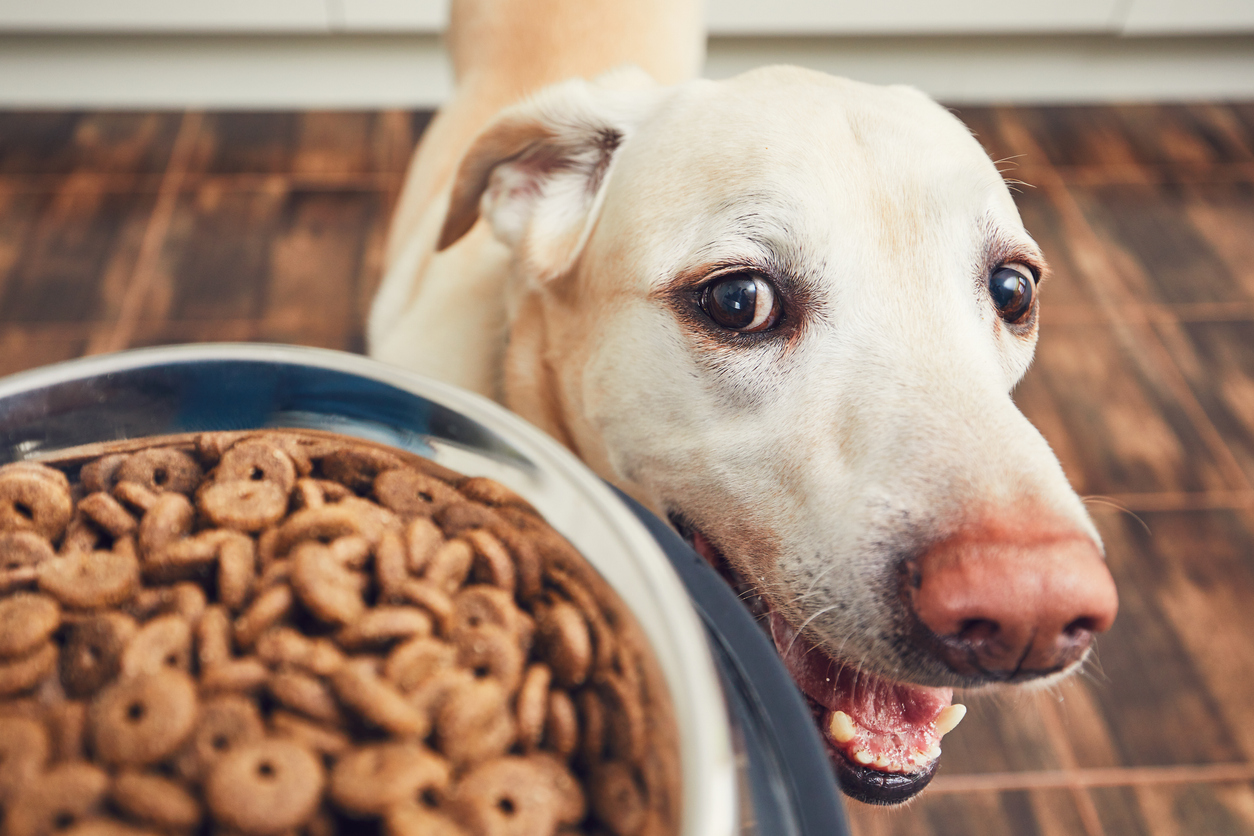 dog bones health maintenance tips