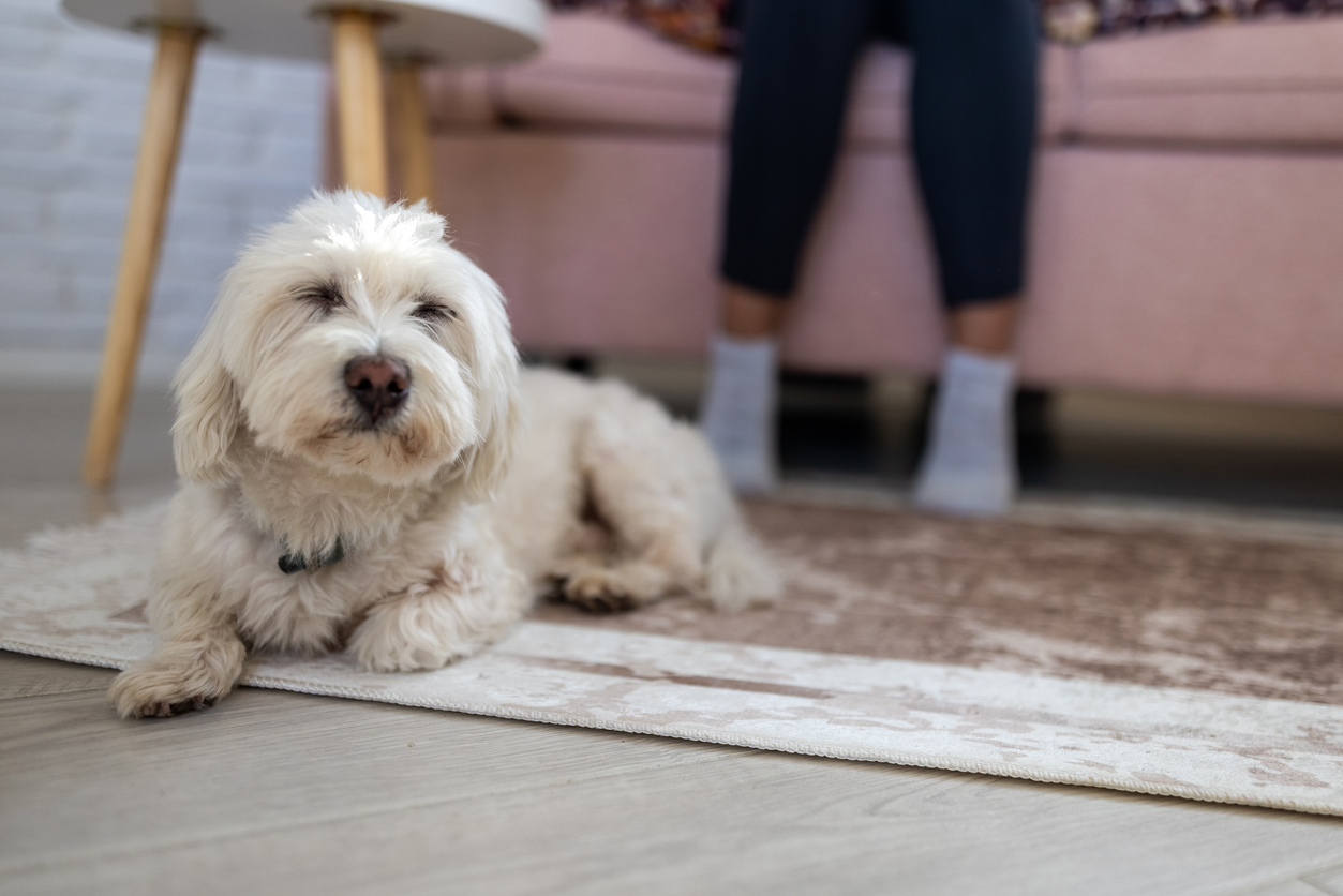 dog-is-limping