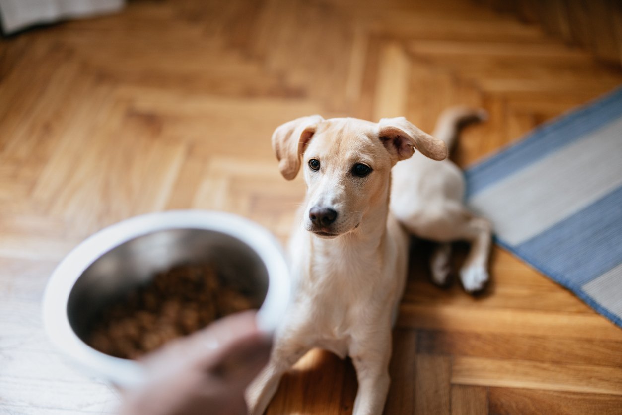 types-of-large-breed-dog-food