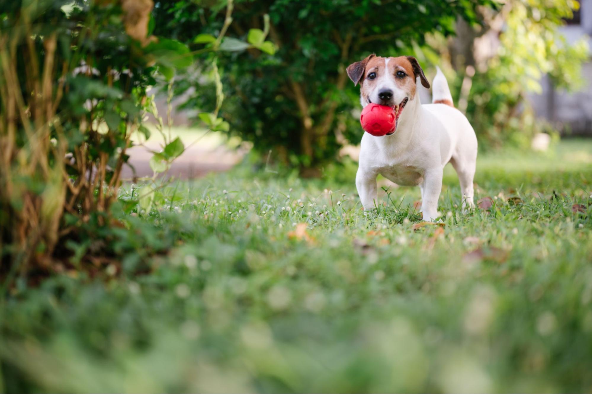 Benefits of Dog Enrichment Toys