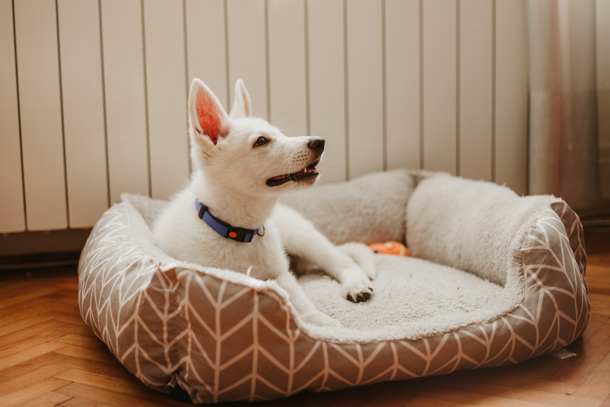 Our Recommendations for the Best Dog Products