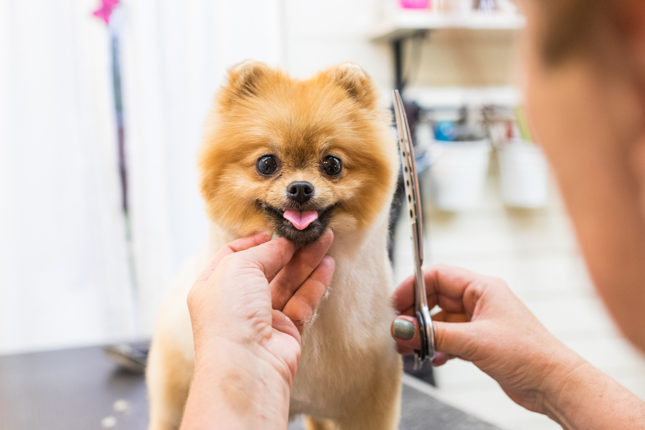 dog_hygiene