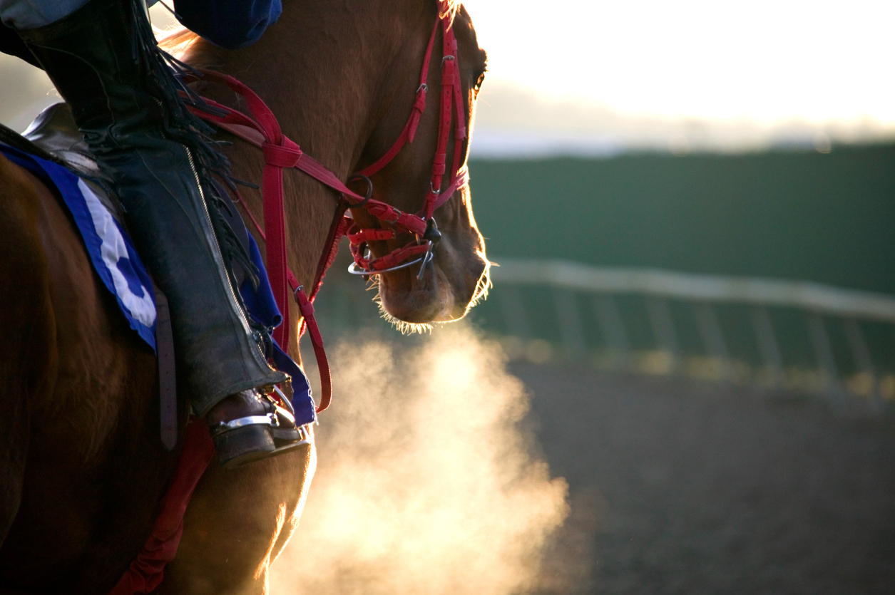benefits-of-equine-massage-therapy
