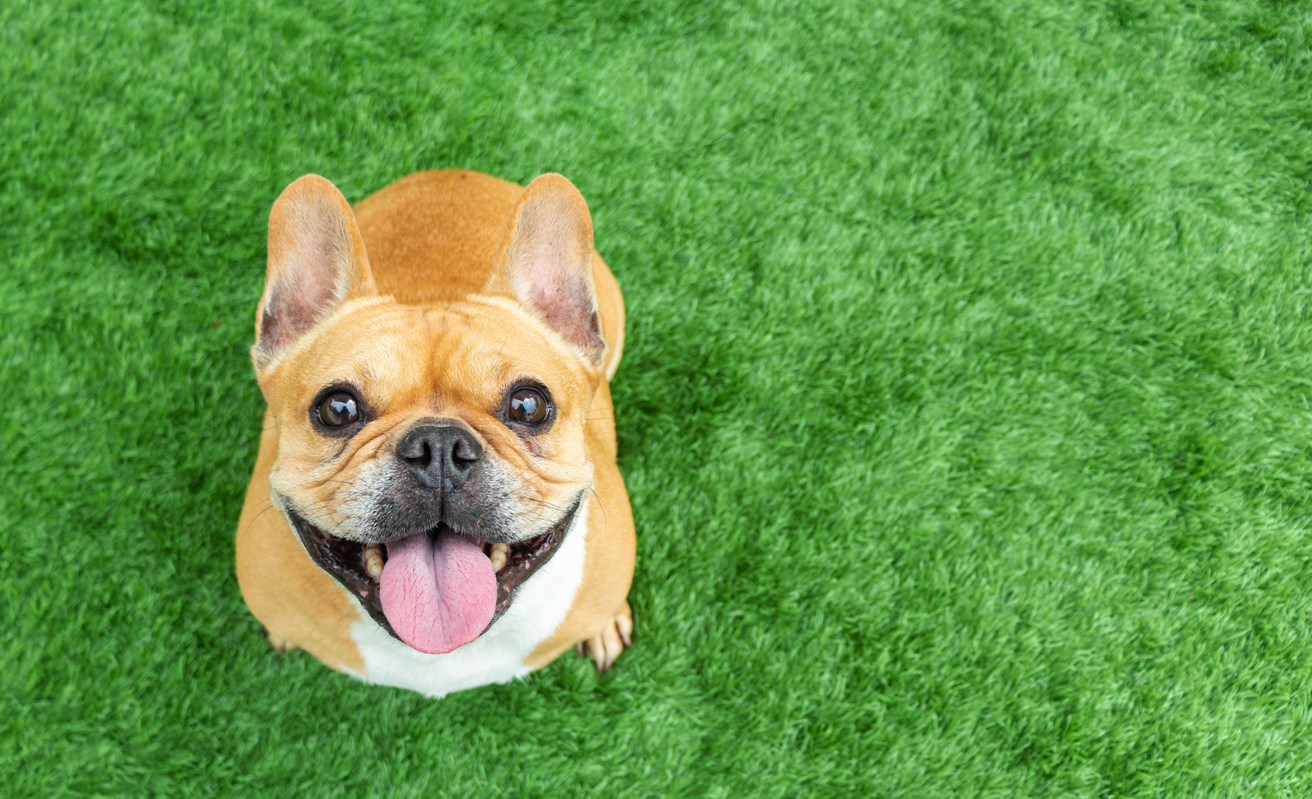 Support Your Senior Dog’s Diet Today