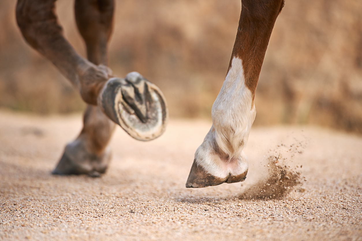 Poor Hoof Shape