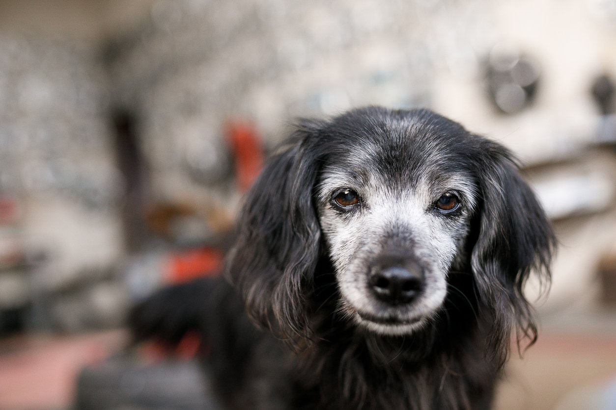 Special Considerations for a Senior Dog