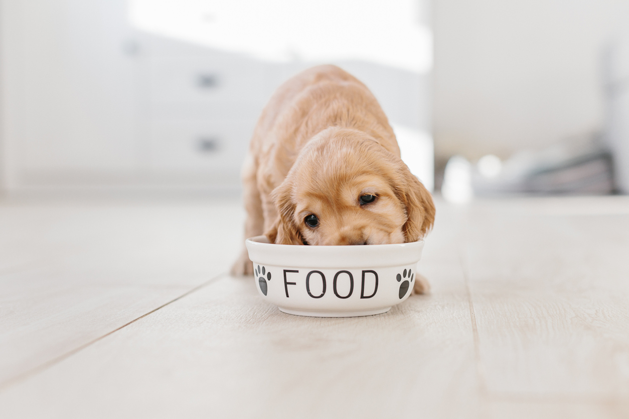 Balanced Nutrition for Your Dog