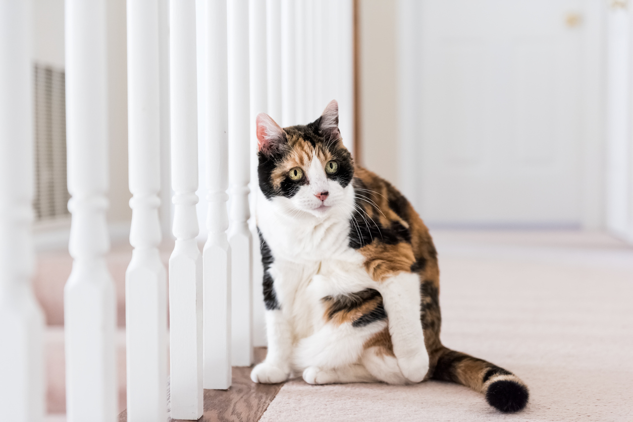 Feline Arthritis