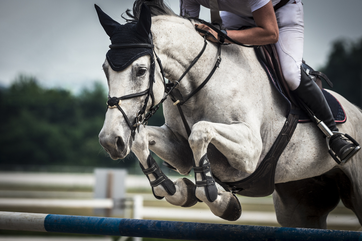 What Causes Ringbone in Horses
