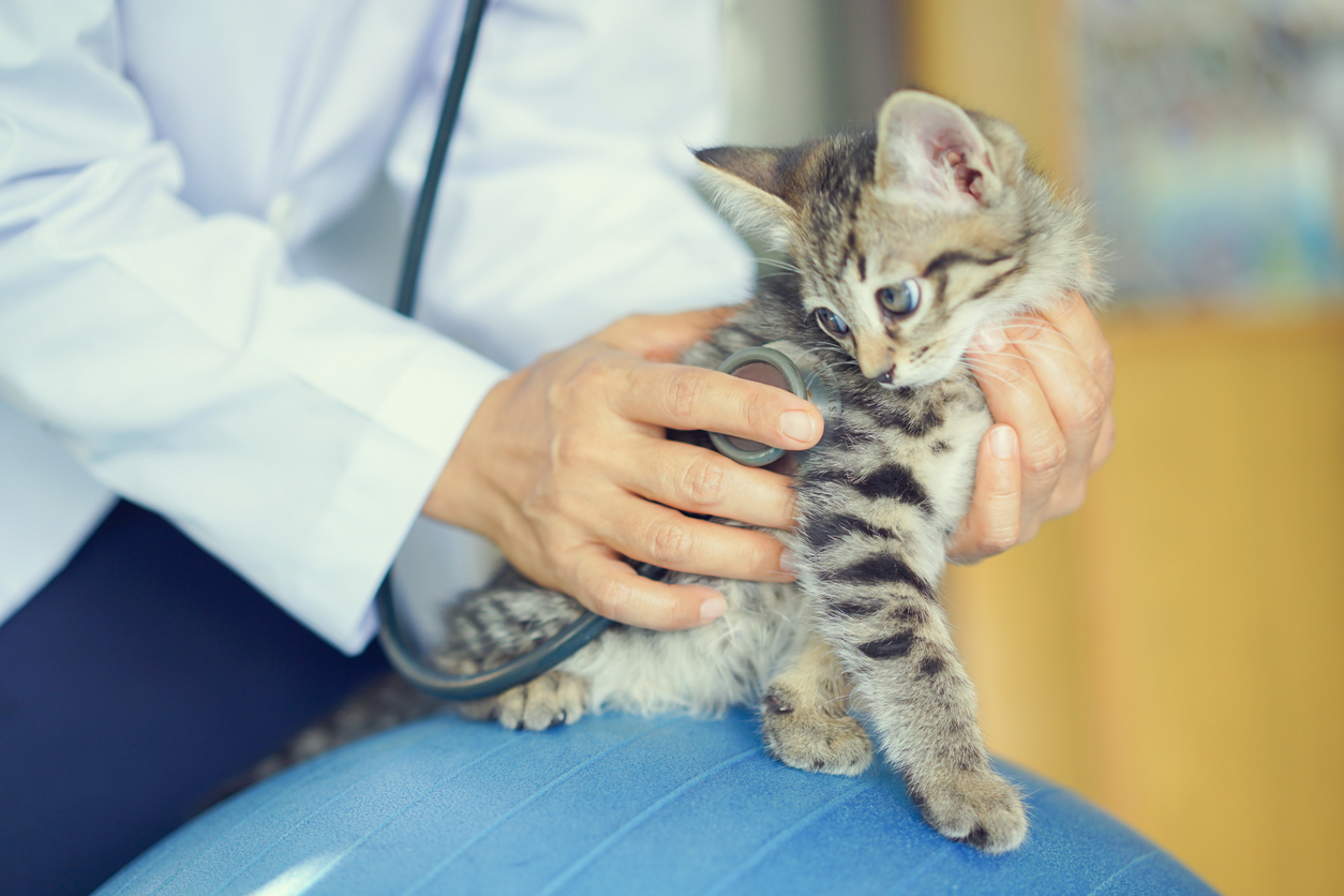 Feline Infectious Peritonitis (FIP)