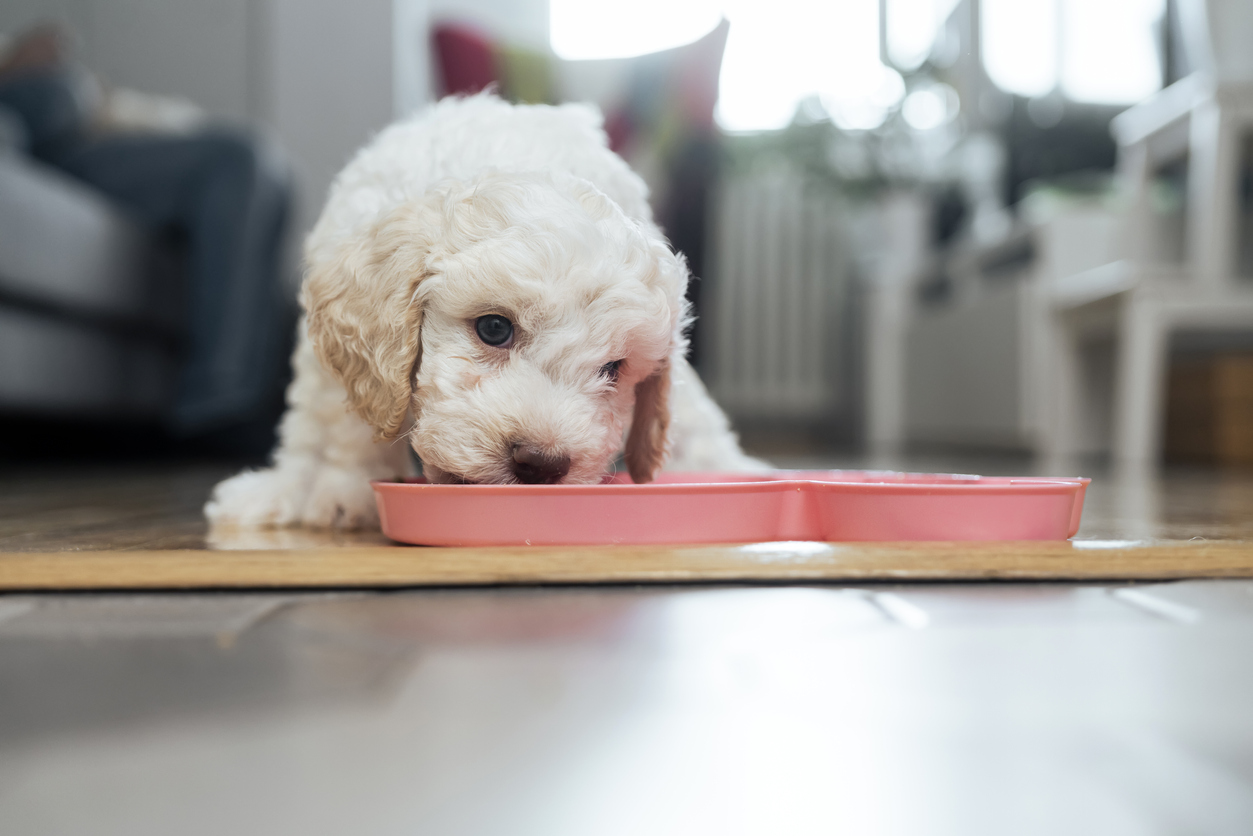 Cooking for your puppy sale