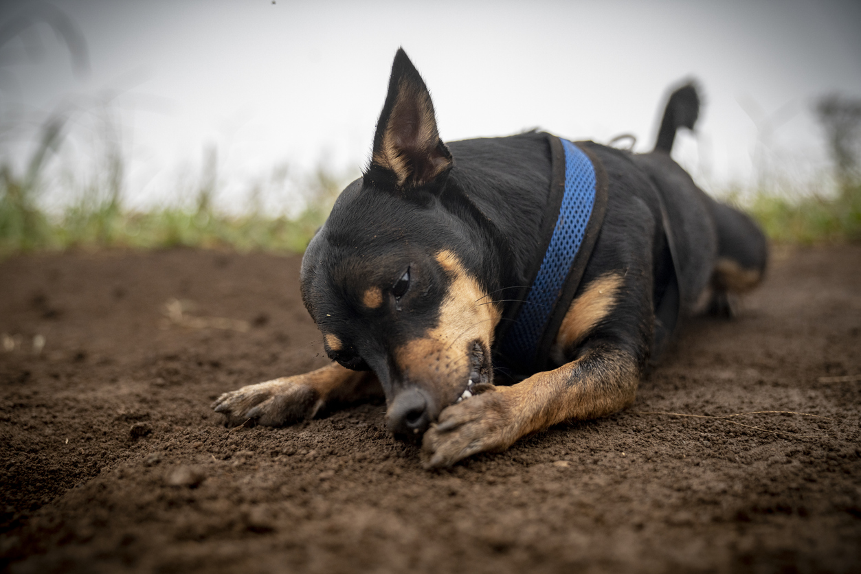 symptoms-of-carpal-pad-injury-dog