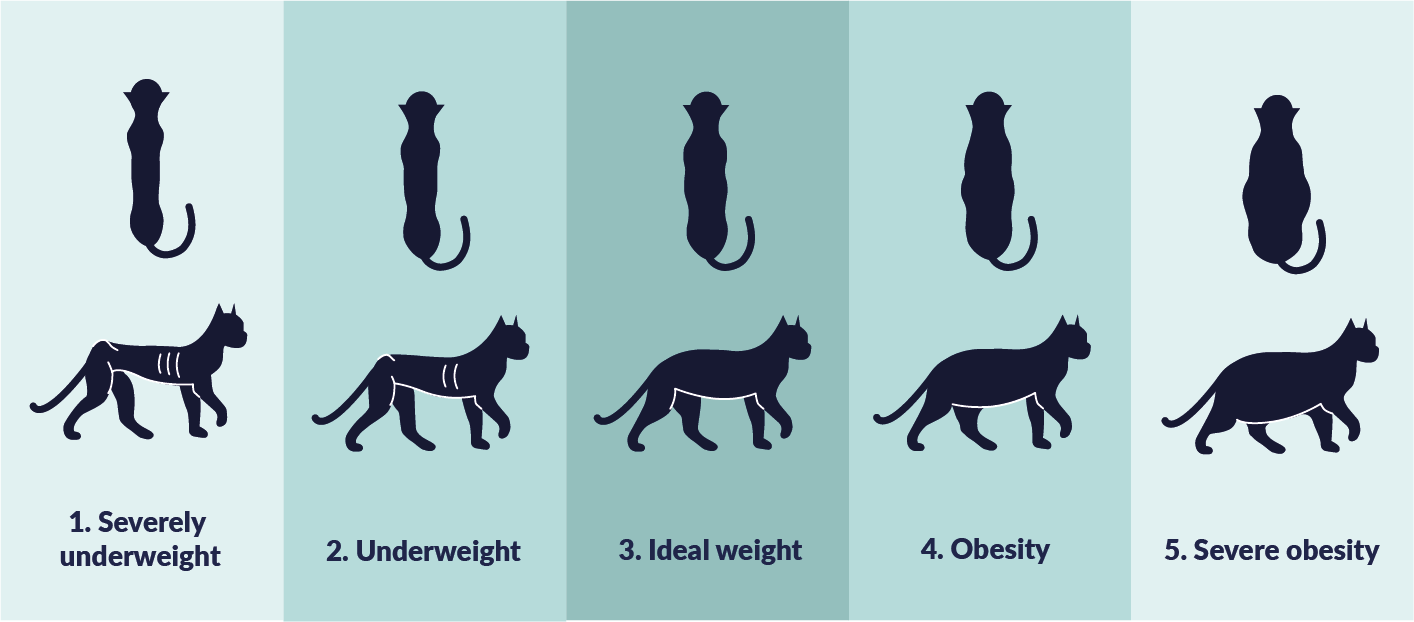 image2-SeUnderweight for a Catp-01-2023-06-34-46-0297-AM