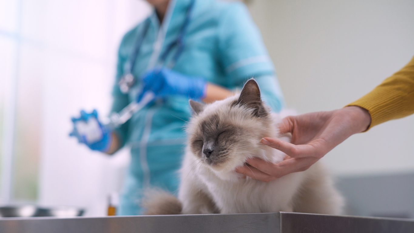 cat-at-vet