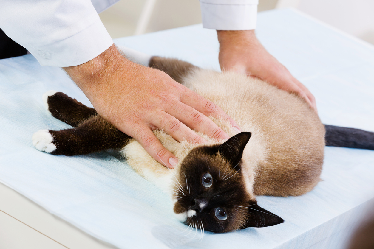 siamese cat nutrition
