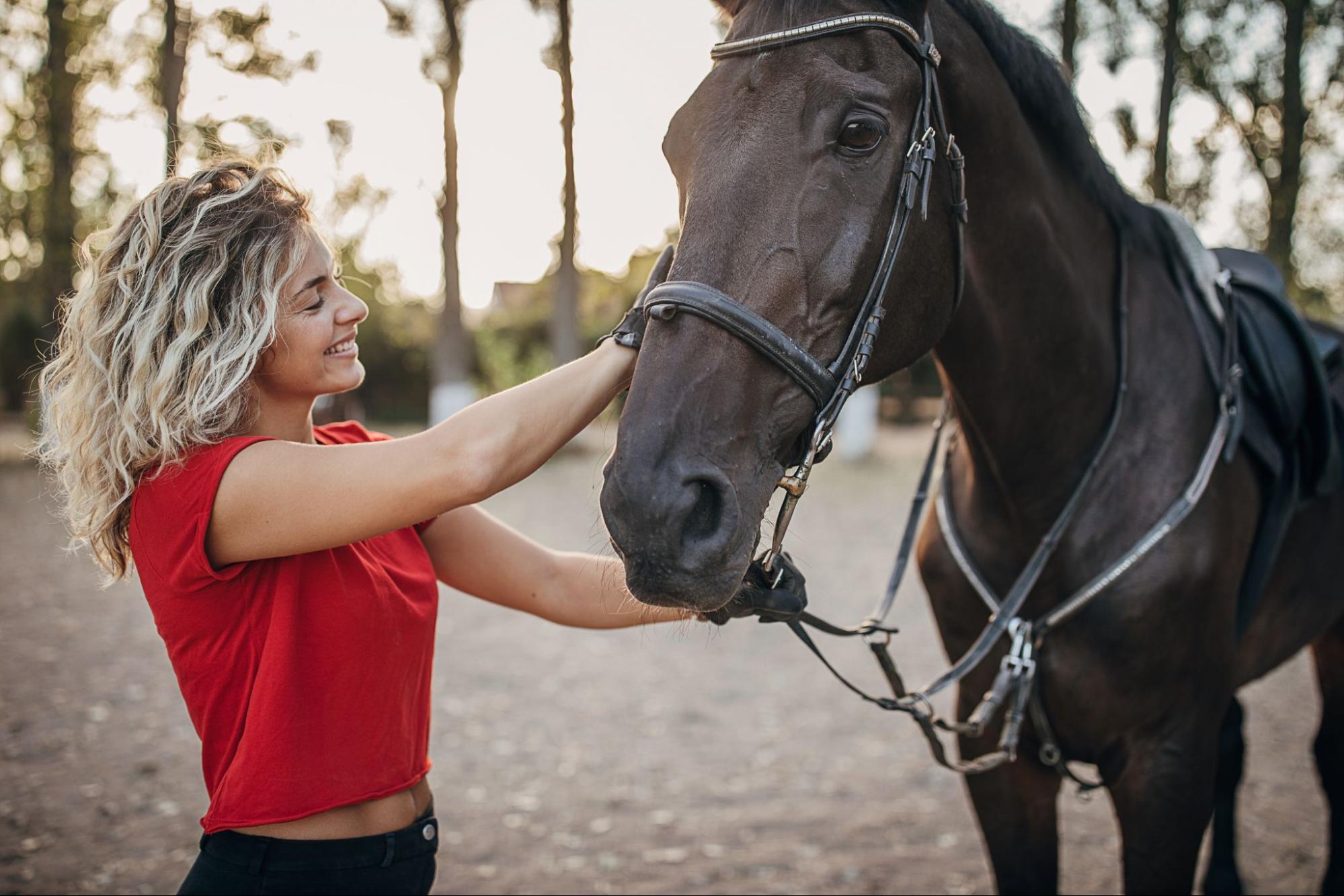 horse-grooming