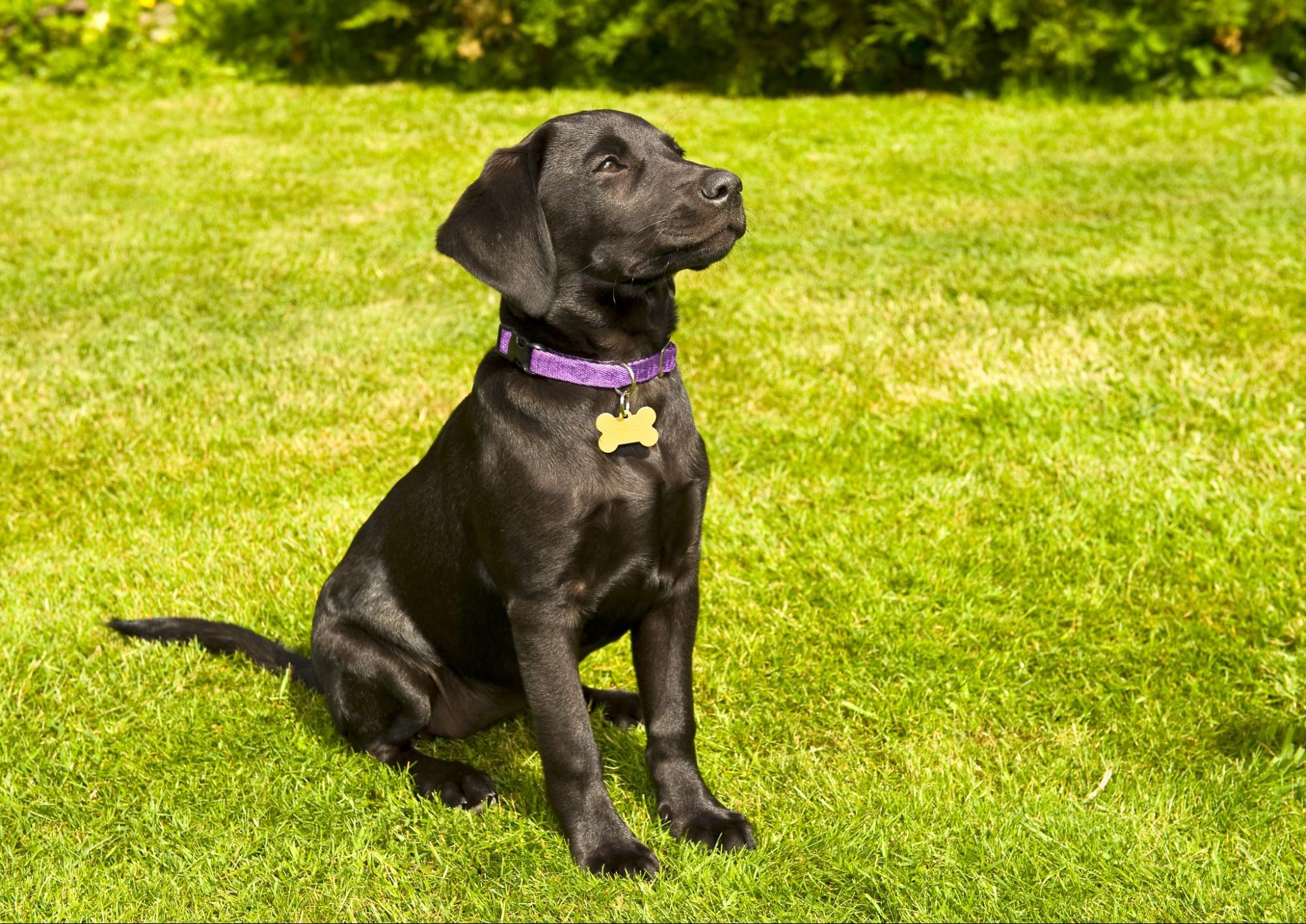 what-to-look-for-in-puppy-food